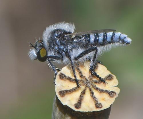 Holopogon melaleucus